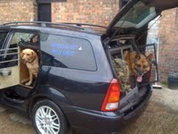 Discrete Dog Friendly Cars