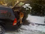 Discrete Dog Friendly Cars