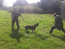 Security Patrol Dogs