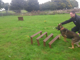 Security Patrol Dogs