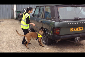 Security Patrol Dogs