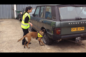 Security Patrol Dogs